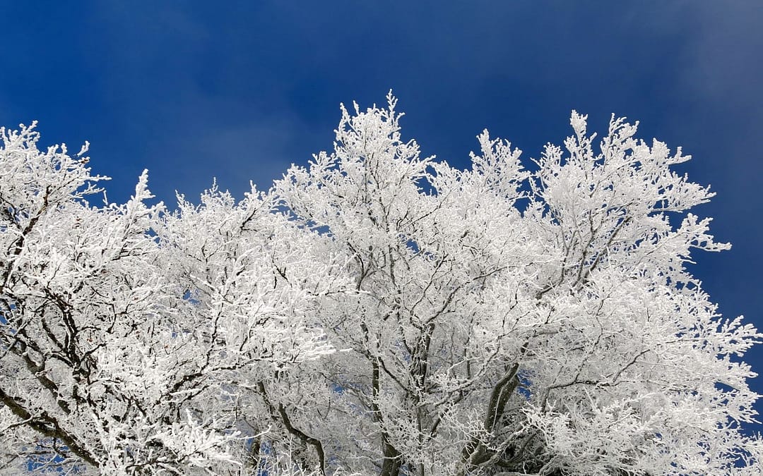 3 Easy, Natural Ways to Beat the Winter Blues